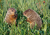 ROD 05 LS0002 01
Two Woodchucks Sitting Upright In Grass Minnesota
