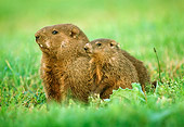 ROD 05 GR0001 02
Mother And Baby Woodchuck Sitting On Grass