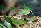 ROD 06 BA0001 01
Dwarf Dormouse Laying In Leaves