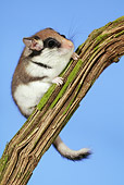 ROD 06 GL0001 01
Garden Dormouse Climbing Branch Against Blue Sky