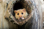 ROD 06 GL0002 01
Common Dormouse Peeking Out Of Entrance To Nest
