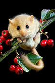 ROD 06 GL0003 01
Common Dormouse Climbing On Twig With Red Berries