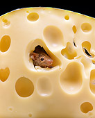 ROD 06 GL0004 01
Gray Mouse Peeking Head Out Of Hole In Cheese