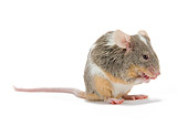 ROD 06 JE0001 01
Tricolor Mouse Sitting On White Seamless