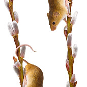 ROD 06 KH0009 01
Harvest Mice Climbing On Willow Catkins On White Seamless