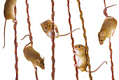 ROD 06 KH0010 01
Harvest Mice Climbing On Willow Shoots On White Seamless