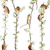 ROD 06 KH0011 01
Harvest Mice Climbing On Flowering Backthorn On White Seamless