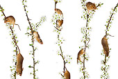 ROD 06 KH0012 01
Harvest Mice Climbing On Flowering Backthorn On White Seamless
