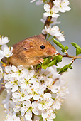 ROD 06 KH0013 01
Harvest Mouse Climbing On Flowering Backthorn