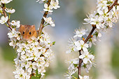 ROD 06 KH0014 01
Harvest Mouse Climbing On Flowering Backthorn
