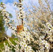 ROD 06 KH0015 01
Harvest Mouse Climbing On Flowering Backthorn