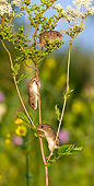ROD 06 KH0016 01
Harvest Mice Climbing On Meadowsweet