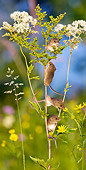 ROD 06 KH0017 01
Harvest Mice Climbing On Meadowsweet