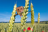 ROD 06 KH0018 01
Harvest Mouse In Field Of Wheat