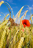 ROD 06 KH0019 01
Harvest Mouse Climbing In Field Of Wheat