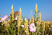 ROD 06 KH0020 01
Harvest Mouse Climbing In Field Of Wheat