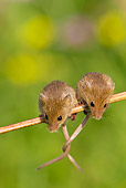 ROD 06 KH0021 01
Harvest Mice Sitting On Stalk Of Meadowsweet With Tails Tied Together