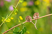 ROD 06 KH0022 01
Harvest Mice Sitting On Stalk Of Meadowsweet With Tails Tied Together