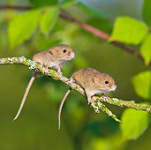 ROD 06 KH0023 01
Harvest Mice Sitting On Willow Twig
