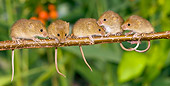 ROD 06 KH0024 01
Harvest Mice Sitting On Willow Twig