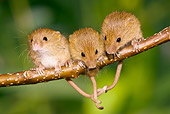 ROD 06 KH0025 01
Harvest Mice Sitting On Willow Twig With Tails Tied For Balance