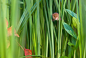 ROD 06 KH0026 01
Harvest Mouse Climbing In Sedge Meadow