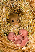 ROD 06 KH0027 01
Harvest Mouse Sitting In Nest With Baby Mice
