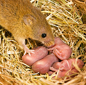ROD 06 KH0028 01
Close-Up Of Harvest Mouse Sitting In Nest With Baby Mice