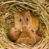 ROD 06 KH0029 01
Harvest Mouse Sitting In Nest With Baby Mice