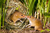 ROD 06 KH0030 01
Harvest Mice Sitting In Nest Kissing