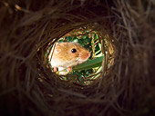 ROD 06 KH0031 01
Harvest Mouse Peeking Inside Nest