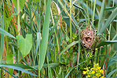 ROD 06 KH0032 01
Harvest Mouse Sitting Inside Nest