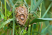 ROD 06 KH0033 01
Harvest Mouse Sitting Inside Nest