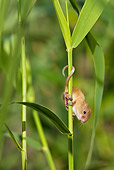 ROD 06 KH0034 01
Harvest Mouse Climbing On Grass