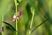 ROD 06 KH0035 01
Harvest Mouse Climbing On Grass