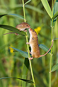 ROD 06 KH0036 01
Harvest Mouse Climbing On Grass Sniffing Baby Mouse
