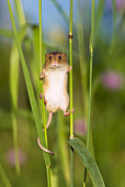 ROD 06 KH0037 01
Harvest Mouse Clinging To Grass Stems