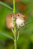 ROD 06 KH0038 01
Harvest Mice Climbing On Grass Stems