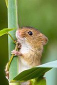 ROD 06 KH0039 01
Close-Up Of Harvest Mouse Climbing On Grass Stems