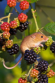 ROD 06 KH0040 01
Harvest Mouse Climbing On Raspberries