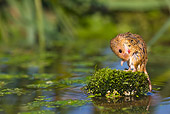 ROD 06 KH0041 01
Harvest Mouse Sitting On Rock By Pond Grooming