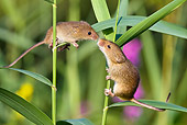 ROD 06 KH0042 01
Harvest Mouse Climbing On Grass Stems Sniffing Baby Mouse