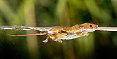 ROD 06 KH0043 01
Harvest Mouse Swimming In Stream Profile