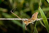 ROD 06 KH0044 01
Harvest Mouse Swimming In Stream Profile