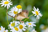 ROD 06 KH0045 01
Harvest Mouse Climbing On Daisies
