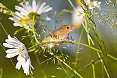 ROD 06 KH0046 01
Harvest Mouse Climbing On Daisies