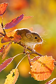 ROD 06 KH0047 01
Harvest Mouse Climbing On Aspen Foilage In Autumn