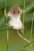 ROD 06 KH0048 01
Harvest Mouse Climbing On Blades Of Grass