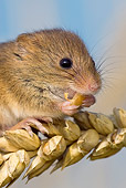 ROD 06 KH0049 01
Close-Up Of Harvest Mouse Eating Seed