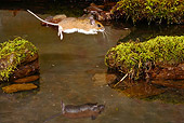 ROD 06 MC0001 01
White-Footed Mouse Leaping Over Stream Onto Mossy Rocks Pennsylvania